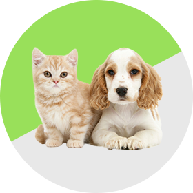 Pet Supplies